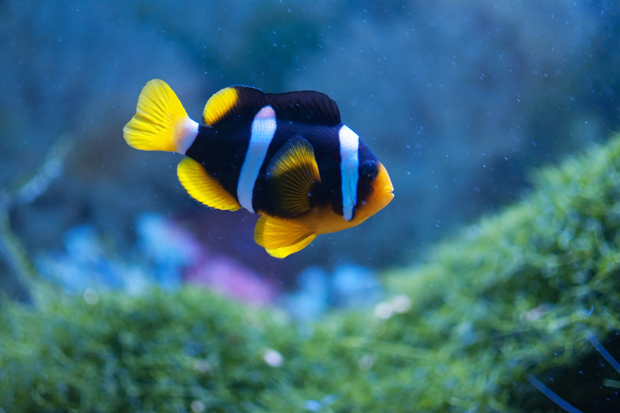 Clarkii Clownfish