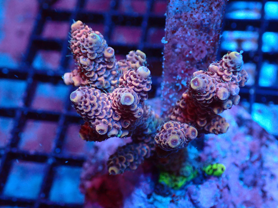 Acropora Pink Default Title