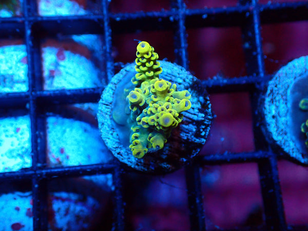 Acropora Green