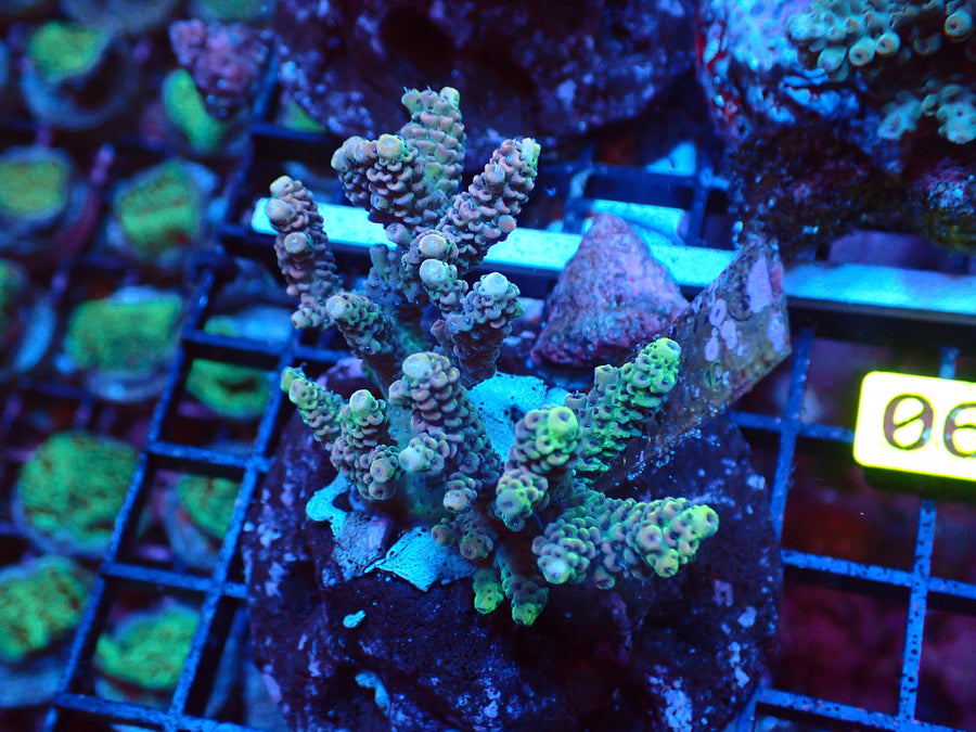 Acropora-Multi Default Title